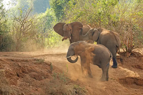 Великі Африканські Слони Биків Loxonta African Приймають Пилову Ванну Національний Ліцензійні Стокові Зображення