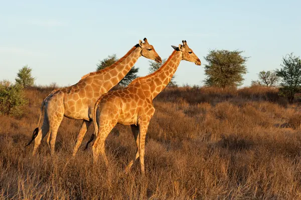 Két Zsiráf Giraffa Camelopardalis Sétál Természetes Élőhelyen Kalahári Sivatag Dél Stock Kép