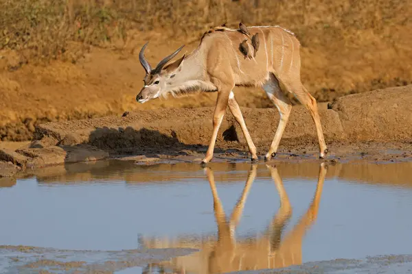 Jovem Sexo Masculino Kudu Antílope Tragelaphus Strepsiceros Buraco Água Parque Imagens De Bancos De Imagens