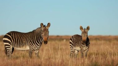 Bir Cape dağ zebrası (Equus zebra) kısrağı otlakta, Zebra Dağı Ulusal Parkı, Güney Afrika