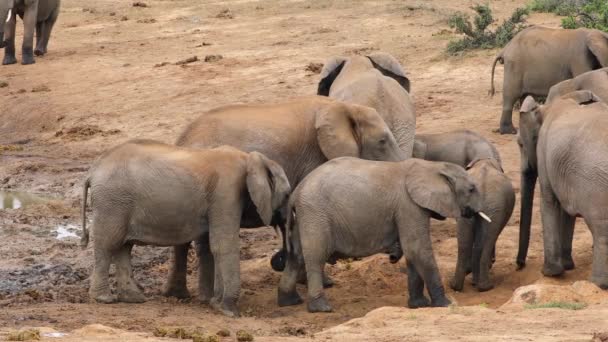 African Elephant Cow Loxodonta Africana Calves Natural Habitat Addo Elephant — Stock Video
