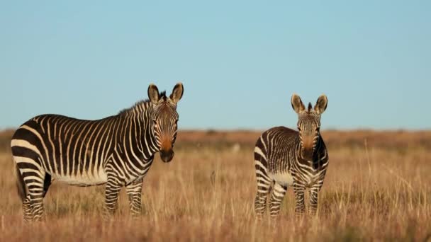 Bir Cape Dağ Zebrası Equus Zebra Kısrağı Otlakta Zebra Dağı — Stok video