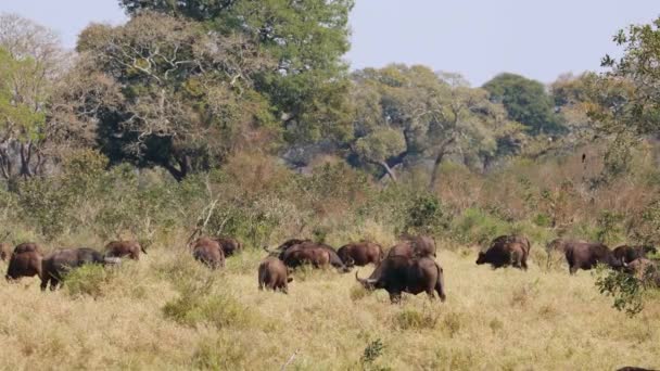 Afrikai Bivalyok Syncerus Caffer Legeltetés Köd Kruger Nemzeti Park Dél — Stock videók