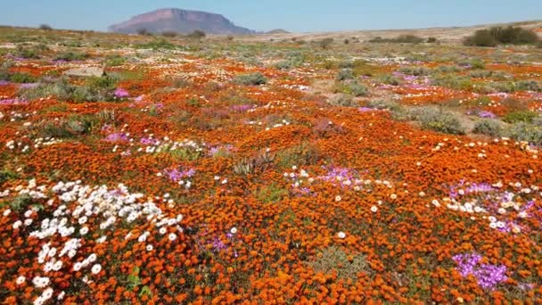 Πολύχρωμα Αγριολούλουδα Της Άνοιξης Namaqualand Northern Cape Νότια Αφρική — Αρχείο Βίντεο