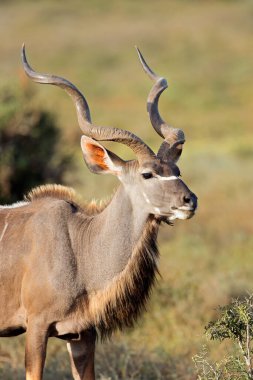 Doğal habitatta erkek kudu antilobu (Tragelaphus strepsiceros), Addo Fil Ulusal Parkı, Güney Afrika