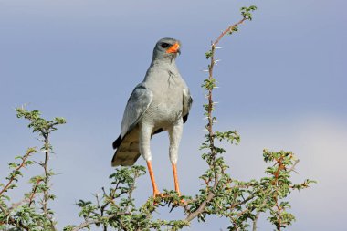 Güney Afrika 'da Kalahari Çölü' nde bir ağaca tünemiş soluk renkli bir atmaca (Melierax canorus).
