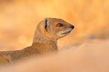 Portre sarı gelincik (Cynictus penicillata), Kalahari Çölü, Güney Afrika