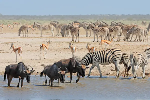 纳米比亚埃托沙国家公园 一群羚羊 跳蚤和草原斑马聚集在一个水坑里 — 图库照片