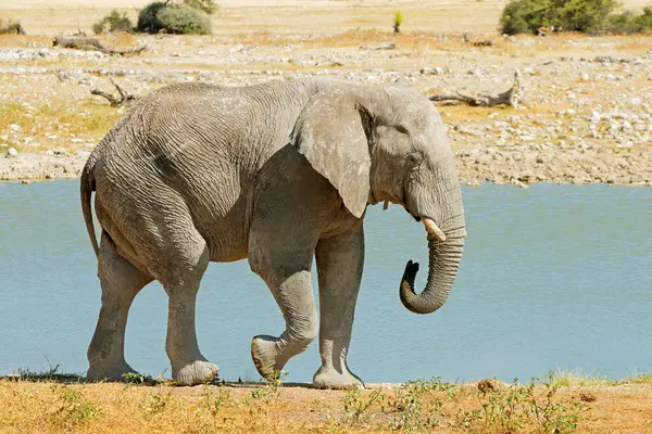 Nagy Afrikai Bika Elefánt Loxodonta Africana Például Egy Víznyelő Etosha Stock Fotó