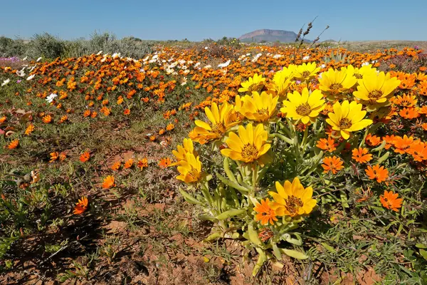 Primavera Colorido Florescendo Flores Silvestres Namaqualand Northern Cape África Sul Fotos De Bancos De Imagens