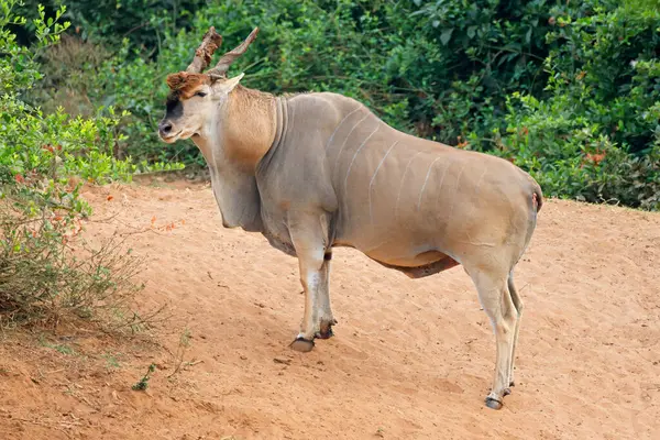Nagy Hím Szárazföldi Antilop Tragelaphus Oryx Természetes Élőhelyen Kruger Nemzeti Jogdíjmentes Stock Fotók