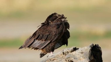 Genç bir bateleur kartal (Terathopius ecaudatus) Güney Afrika 'daki Kalahari Çölü' nde bir dala tünemiştir.