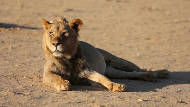南非喀拉哈里沙漠 一只年轻的非洲公狮 美洲豹狮子 在清晨的阳光下 — 图库视频影像