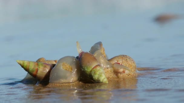 Plogsniglar Bulliua Digitalis Art Havssnigel Som Lever Stranden Sydafrika — Stockvideo