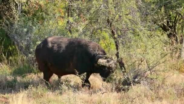 Grand Buffle Afrique Syncerus Caffer Taureau Dans Habitat Naturel Parc — Video