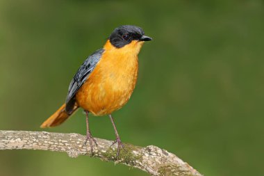 Güney Afrika 'da bir dalın üzerine renkli bir koro şefi Robin-chat (Cossypha dichroa) konmuştur.