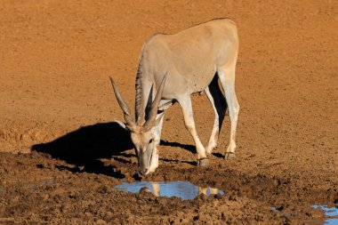 Bir erkek antilop (Tragelaphus oryx) Güney Afrika 'daki Mokala Ulusal Parkı' nda çamurlu bir su birikintisinde içiyor.