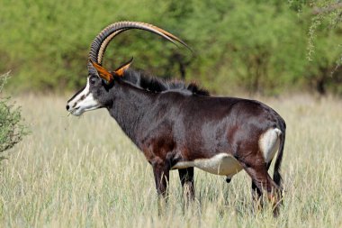 Doğal yaşam alanında muhteşem bir samur antilobu (Hippotragus niger) boğası, Mokala Ulusal Parkı, Güney Afrika