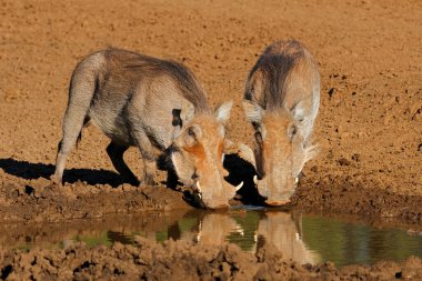 Two warthogs (Phacochoerus africanus) drinking at a muddy waterhole, Mokala National Park, South Africa clipart