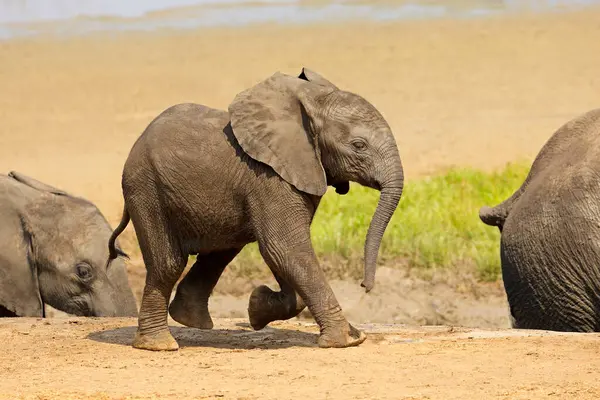 귀여운 아프리카 코끼리 Loxodonta Africaana 크루거 남아프리카 공화국 스톡 사진