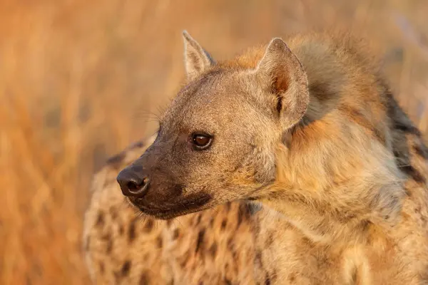 Portrait Spotted Hyena Crocuta Crocuta Kruger National Park South Africa Royalty Free Stock Images