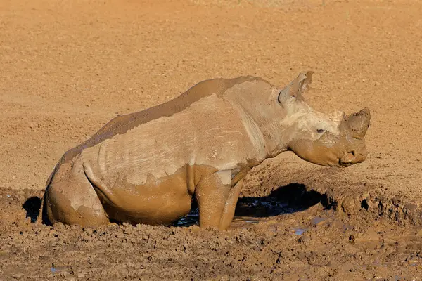 남아프리카 공화국의 구멍에 코뿔소 Ceratotherium Simum 스톡 이미지