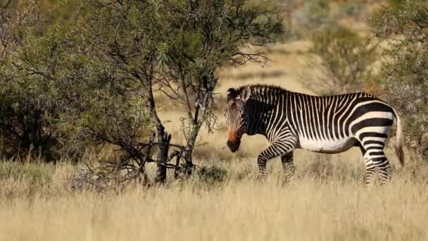 Cebra Montaña Del Cabo Equus Zebra Hábitat Natural Parque Nacional — Vídeo de stock