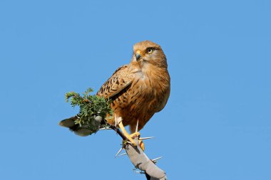 Daha büyük bir kerkenez (Falco rupicoloides), Güney Afrika 'da mavi gökyüzüne karşı bir dala tünemişti.