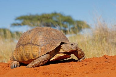 Bir leopar kaplumbağa (Stigmochelys pardalis) doğal yaşam alanında, Güney Afrika