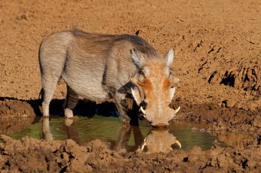 Bir yaban domuzu (Phacochoerus africanus), Güney Afrika 'daki Mokala Ulusal Parkı' nda çamurlu bir su birikintisinde içiyor.