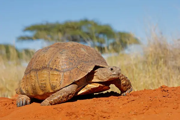 Leopard Tortoise Stigmochelys Pardalis Natural Habitat South Africa — Stock Photo, Image