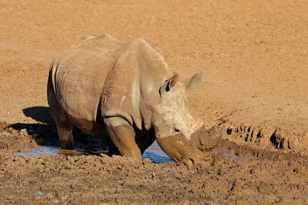Rinoceronte Blanco Ceratotherium Simum Bebiendo Pozo Fangoso Parque Nacional Mokala —  Fotos de Stock