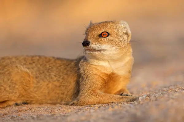 Portrait Yellow Mongoose Cynictus Penicillata Kalahari Desert South Africa — Stock Photo, Image