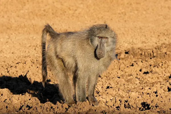 Ένα Αρσενικό Chacma Baboon Papio Ursinus Στο Φυσικό Περιβάλλον Εθνικό Royalty Free Εικόνες Αρχείου