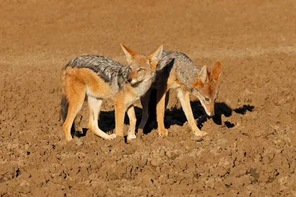 南非莫卡拉国家公园的一对黑背野狼 Canis Mesomelas 图库图片