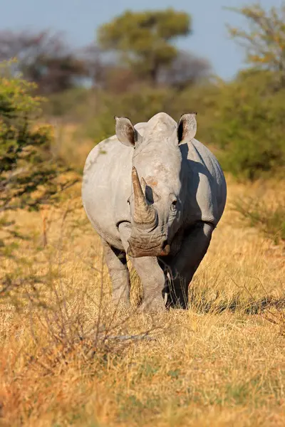 Rinoceronte Branco Ceratotherium Simum Habitat Natural África Sul Fotos De Bancos De Imagens Sem Royalties
