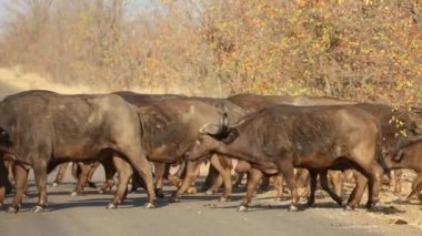 Afrika Bizonu (Syncerus caffer) sürüsü yolda yürüyor, Kruger Ulusal Parkı, Güney Afrika