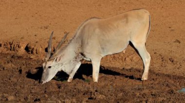 Bir erkek antilop (Tragelaphus oryx) Güney Afrika 'daki Mokala Ulusal Parkı' nda çamurlu bir su birikintisinde içiyor.