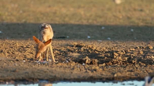 Шакал Чёрной Спиной Canis Mesomelas Поедающий Пойманного Голубя Пустыня Калахари — стоковое видео
