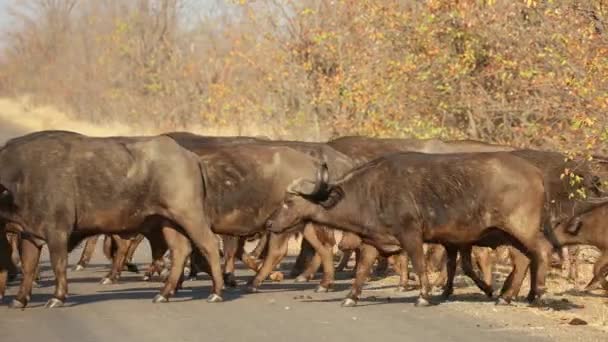 Manada Búfalos Africanos Syncerus Caffer Caminando Por Carretera Parque Nacional — Vídeo de stock