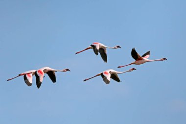 Küçük flamingo (Phoenicopterus minor) açık kanatlı, Güney Afrika