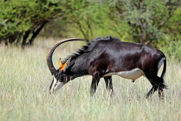 Doğal yaşam alanında muhteşem bir samur antilobu (Hippotragus niger) boğası, Mokala Ulusal Parkı, Güney Afrika