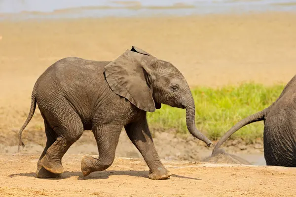 南非克鲁格国家公园一只可爱的非洲小象 Loxodonta Africana 图库照片