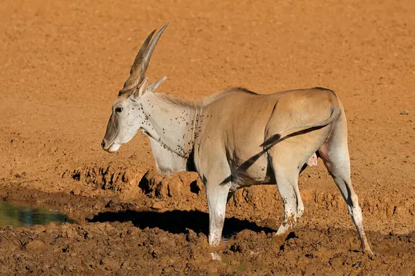 Antílope Eland Masculino Tragelaphus Oryx Bebiendo Pozo Agua Fangoso Parque Fotos De Stock