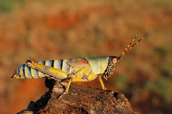 Eine Elegante Heuschrecke Zonocerus Elegans Natürlichem Lebensraum Südafrika Stockbild