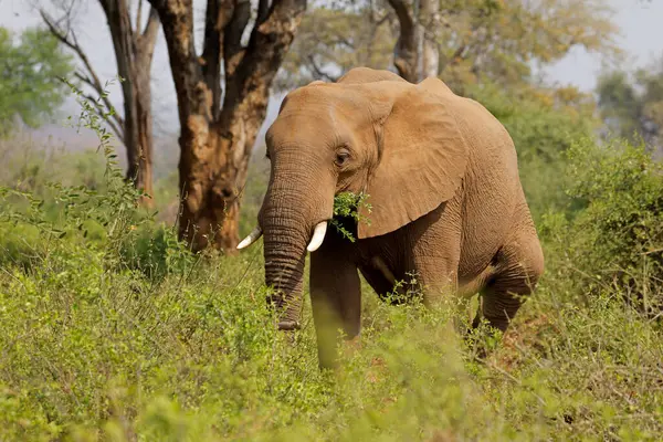 Grote Afrikaanse Olifant Loxodonta Africana Stier Voeden Kruger National Park Rechtenvrije Stockfoto's