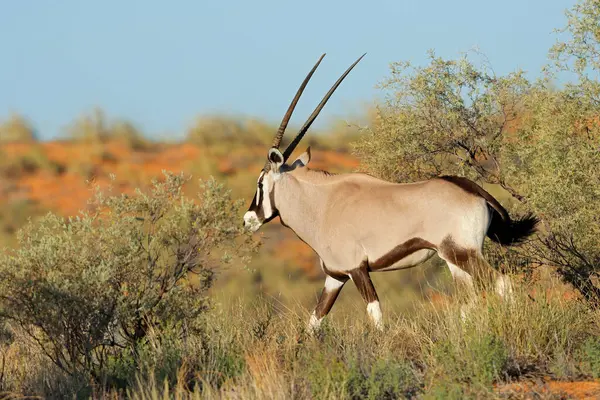 Een Antilopen Gemsbok Oryx Gazella Natuurlijke Habitat Kalahari Woestijn Zuid Stockafbeelding