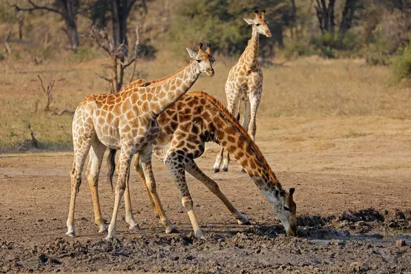Giraffes Giraffa Camelopardalis Drinking Waterhole Kruger National Park South Africa Stock Photo