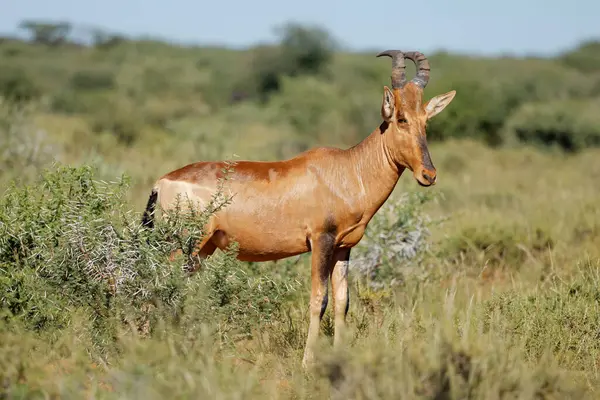 서식지 Mokala 남아프리카 공화국에서 Hartebeest Alcelaphus Buselaphus 로열티 프리 스톡 사진