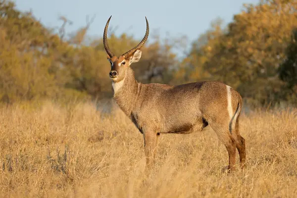 Een Mannelijke Waterbok Antilope Kobus Ellipsiprymnus Natuurlijke Habitat Kruger National Stockafbeelding